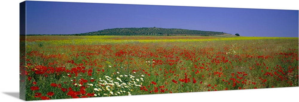 Field of Wildflowers, near Beja, Alentejo, Portugal