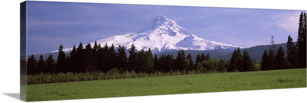 Field with a snowcapped mountain in the background, Mt Hood, Oregon,