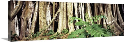 Fig tree roots, Waimea Valley, Oahu, Hawaii