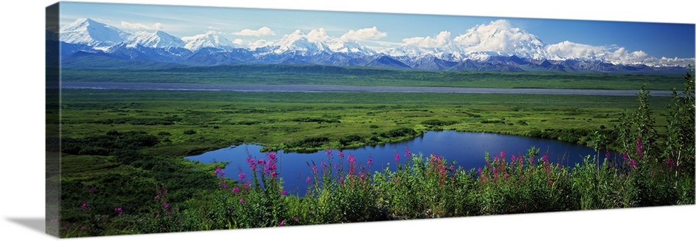 View of the Alaskan wilderness, with wildflowers in the foreground, small ponds, and a mountain range full of snowy peaks.