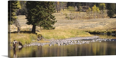 Fisherman fly fishing in a stream, Yellowstone National Park, Wyoming