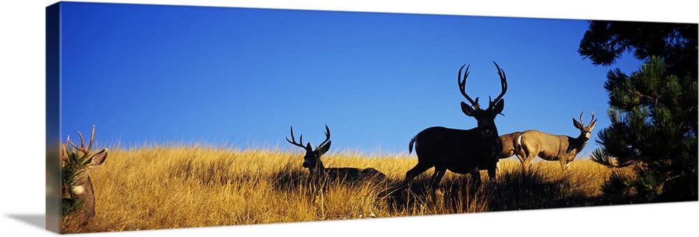 Five Mule deer in a field, Montana