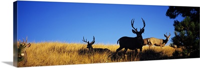 Five Mule deer in a field, Montana