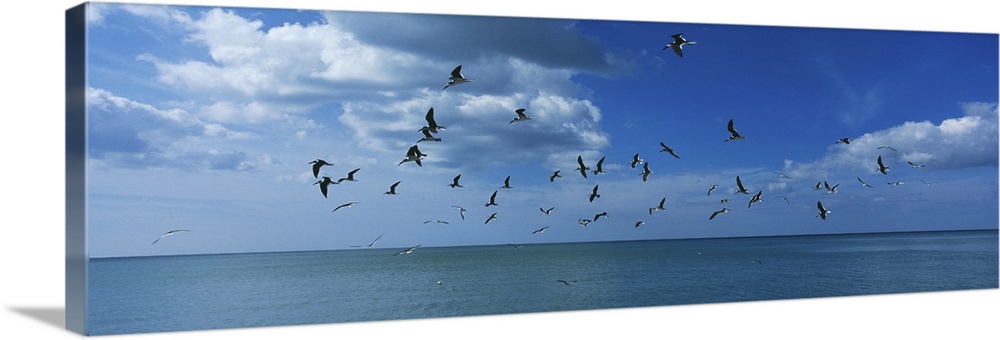 Flock of birds flying over a sea, Gulf of Mexico, Venice, Florida