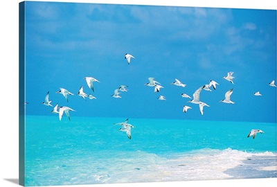 Flock of birds flying over ocean