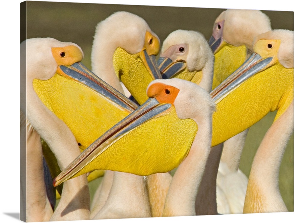 African wildlife photograph featuring several great white pelicans huddled together at Lake Nakuru in Kenya.