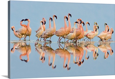 Flock of Lesser Flamingos (Phoenicopterus Minor) standing in water, Lake Nakuru, Kenya