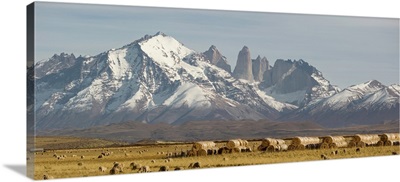 Flock of sheep and hay bales in Torres Del Paine National Park, Patagonia, Chile