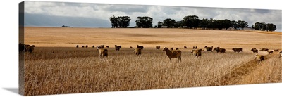 Flock of sheep grazing in farm, Bartholomeus Klip Farm, Hermon, South Africa