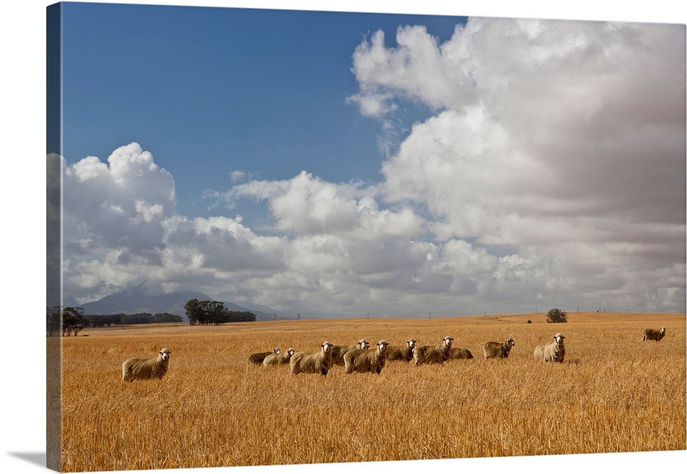 Flock of sheep grazing in farm, Bartholomeus Klip Farm, Hermon, South Africa