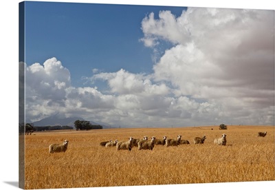 Flock of sheep grazing in farm, Bartholomeus Klip Farm, Hermon, South Africa