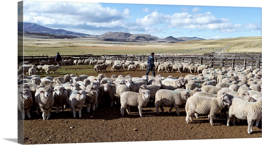 Flock of sheep on a farm, Estancia Punta Del Monte, Aysen Region, Patagonia, Chile II