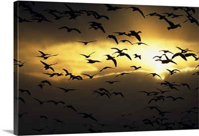 Flock of silhouetted snow geese in flight, sunrise, Bosque Del Apache, New Mexico