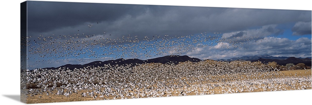 Flock of Snow geese flying, Bosque del Apache National Wildlife Reserve, Socorro County, New Mexico,