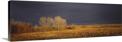 Flock of Snow geese flying, Bosque del Apache National Wildlife Reserve, Socorro County, New Mexico,