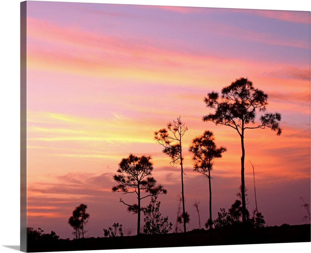 Florida, Everglades National Park, Mahogany Hammock, Tree in the sunset
