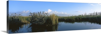 Florida, Everglades National Park, View of weeds growing in a swamp