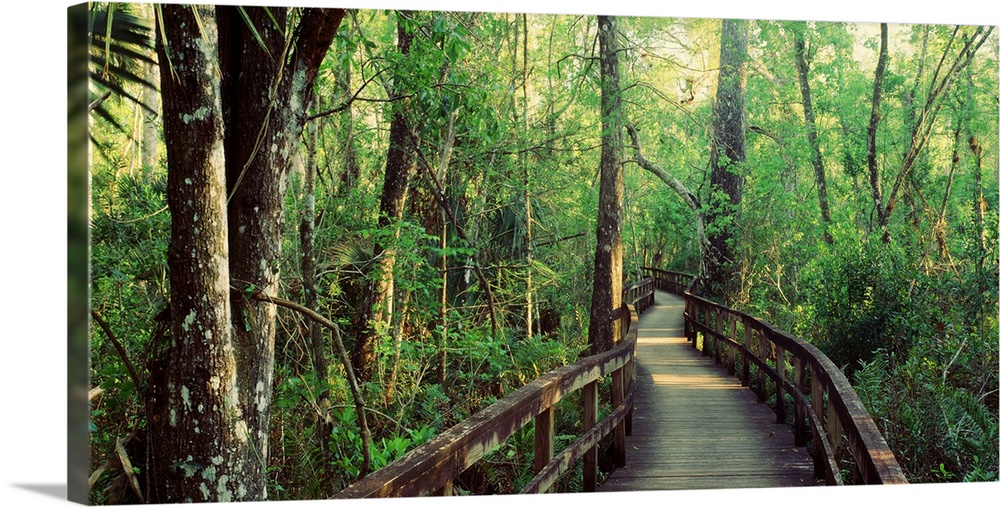 This is an elevated pathway of a hiking trail through the undergrowth of this landscape photograph of a Florida swamp.