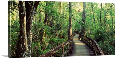Florida, Fakahatchee Strand State Preserve, Boardwalk at Big Cypress Bend