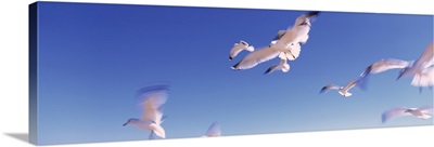 Florida, Flagler Beach, Atlantic Ocean, Seagulls flying along Route A1A