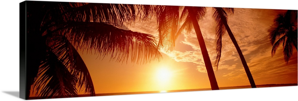 Large panoramic wall photograph of palm trees waving in front of a golden sunset in Fort Meyers, Florida.