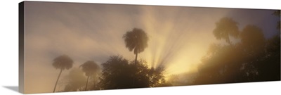 Florida, Halls River, View of sunlight spilling over palm trees