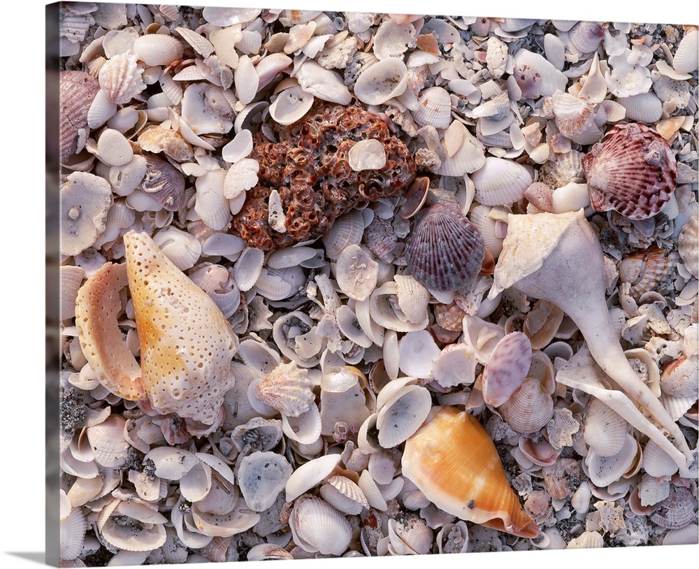 Large photograph of assorted seashells in the sand on a beach in Sanibel Island, Florida in the Gulf of Mexico.