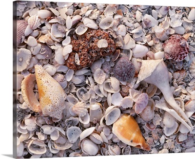 Florida, Sanibel Island, Gulf of Mexico, Sea shell on the beach