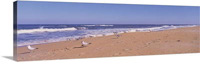Florida, Seagulls on the beach