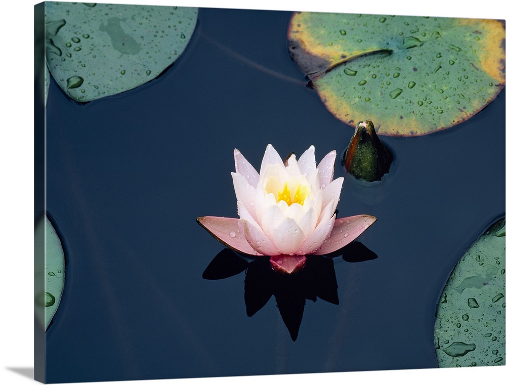 Photograph of a lily flower and lily pads upon the water in Japan.