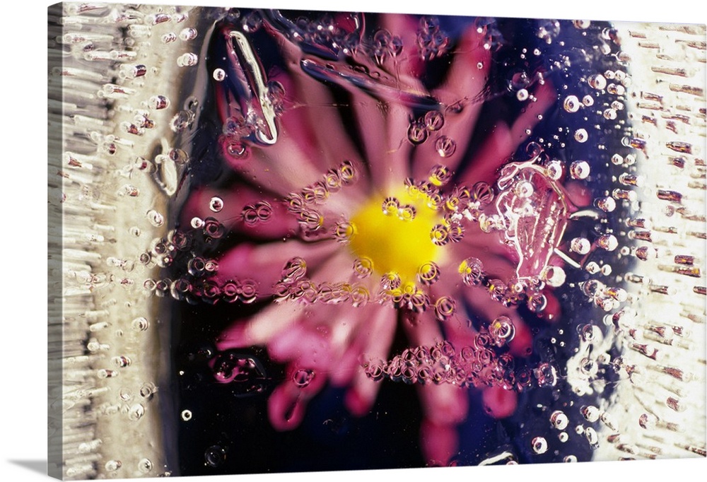 Flower blossom under ice, Oregon, united states,