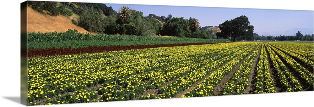 Flower crop in a field, Santa Ynez Valley, Santa Barbara County, California,