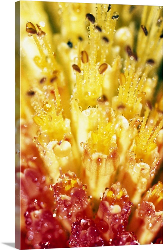 Vertical panoramic up-close photograph of wet flower's stamen.