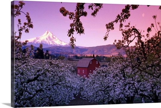 Flowering apple trees, distant barn and Mount Hood ...