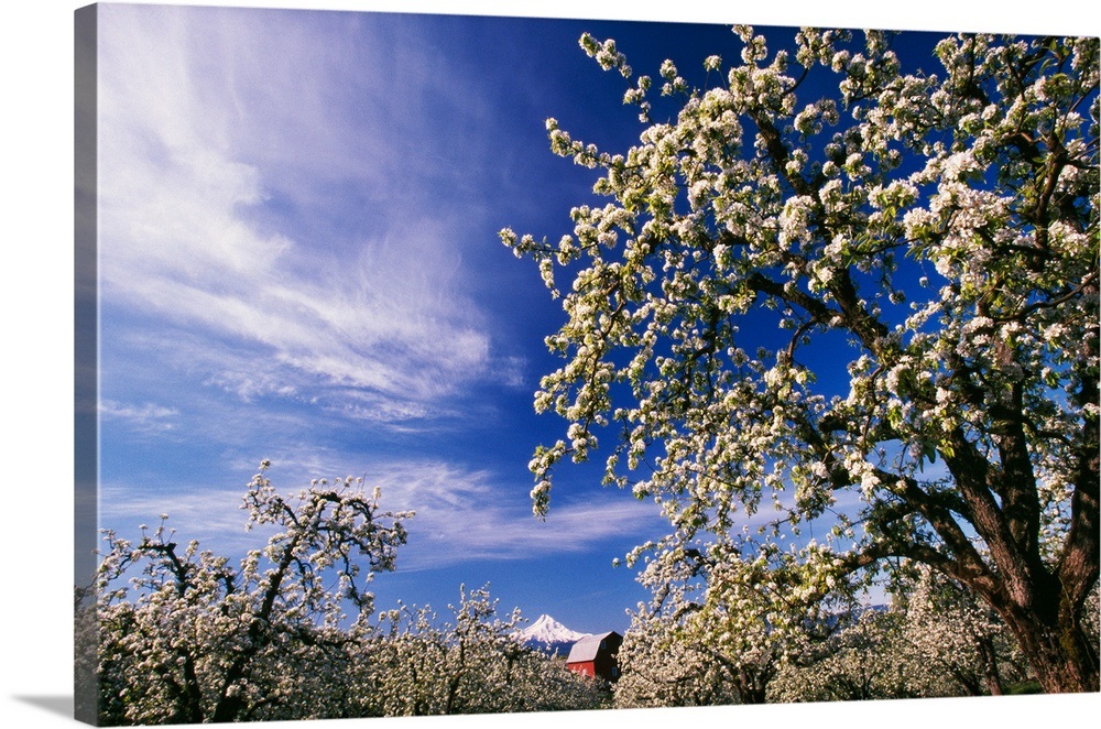 Flowering apple trees, distant Mount Hood, Oregon Wall Art ...