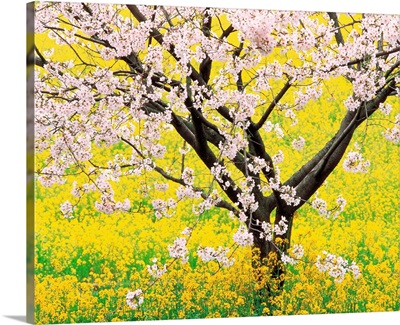 Flowering cherry tree in mustard field