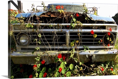 Flowering creepers growing on an abandoned car
