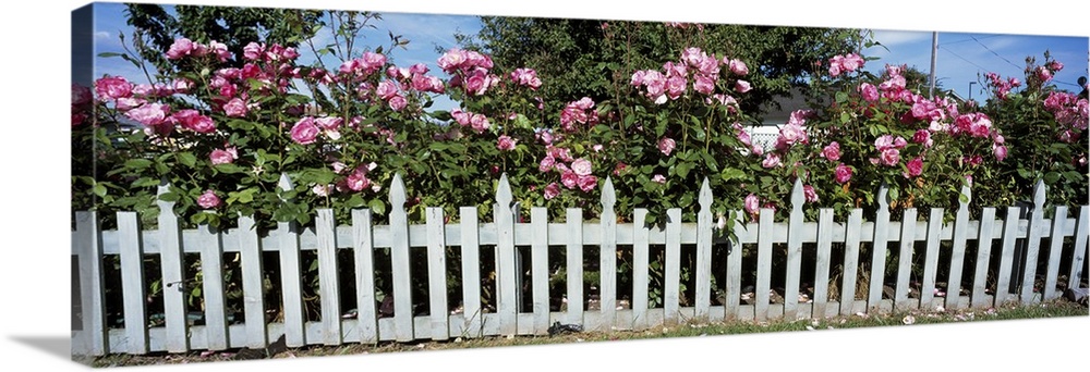 Flowering Roses behind a fence, Coupeville, Island County, Washington State