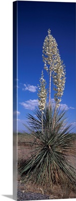 Flowering Yucca NM
