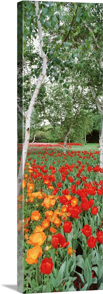 Warm colored tulips are pictured at the bottom in this tall panoramic piece.