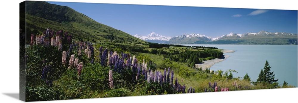 Flowers blooming at the lakeside, Lake Pukaki, Mt Cook, Mt Cook National Park, South Island, New Zealand