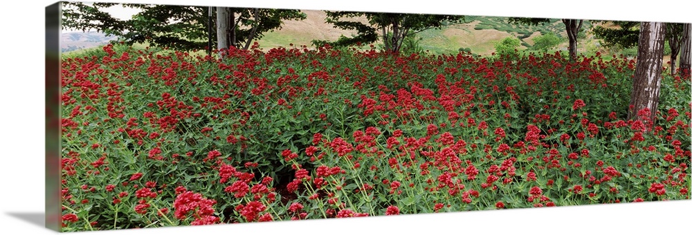 Flowers in a botanical garden, Red Butte Garden and Arboretum, Salt Lake City, Utah,