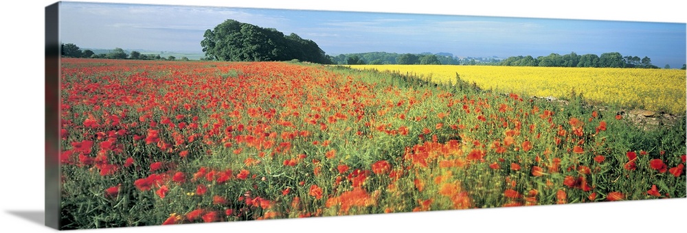 Wide angle photograph taken of a large field that is filled with red and yellow flowers.