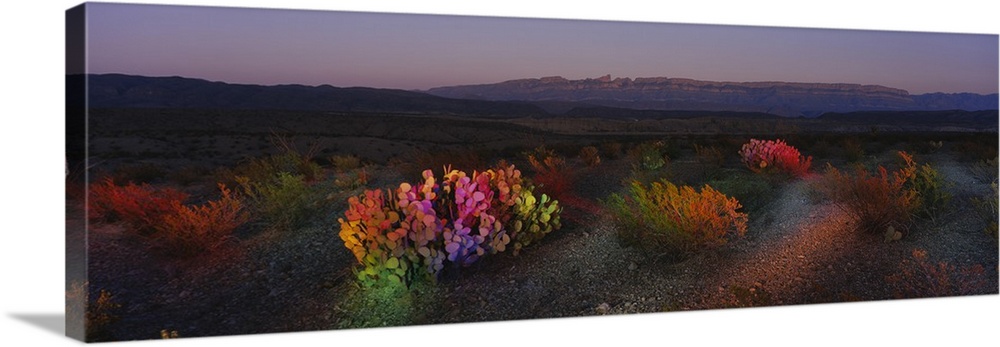 Panoramic photograph showcases desolate vegetation sitting in a barren landscape within the Southwestern United States.  I...