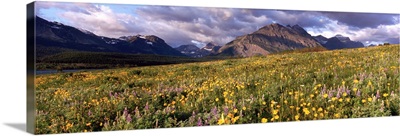 Flowers in a field, Glacier National Park, Montana
