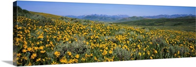Flowers in a field, Humboldt-Toiyabe National Forest, Nevada