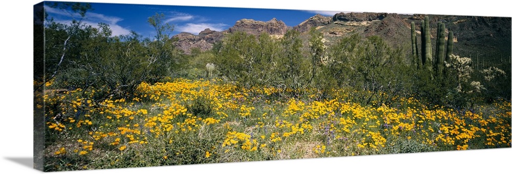 Flowers in a field, Organ Pipe Cactus National Monument, Arizona