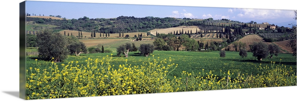 Flowers in a field, San Antimo, Tuscany, Italy