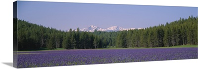 Flowers in a field, Sawtooth National Recreation Area, Stanley, Custer County, Idaho