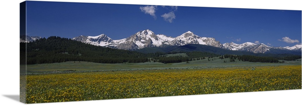 Panoramic photograph of meadow with forest and snow covered forest in the distance under a cloudy sky.